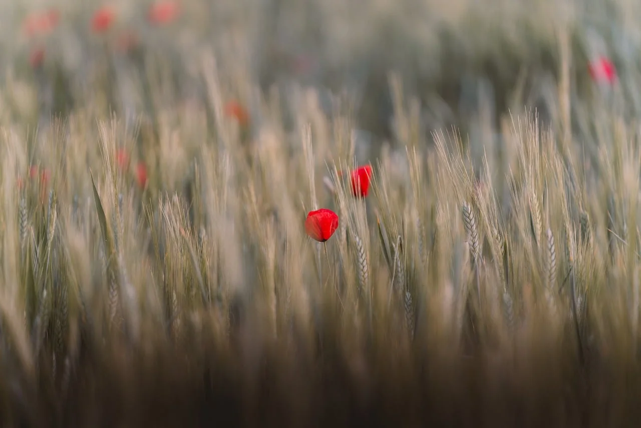 High quality Soft Anime Scenery 4K wallpaper by ahmetyuksek from Pixabay