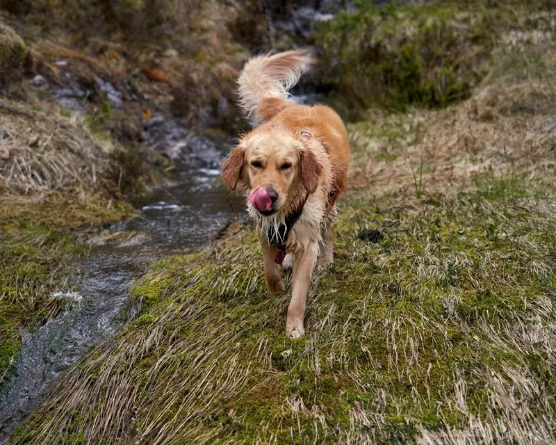 Eliminating Dog Smell: A Science-Based Guide