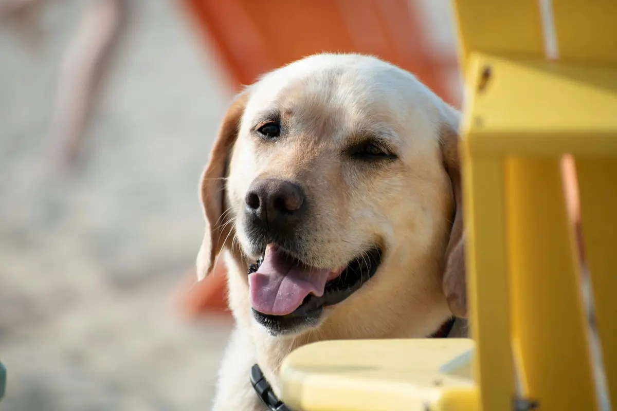Get Your Dog Summer Ready