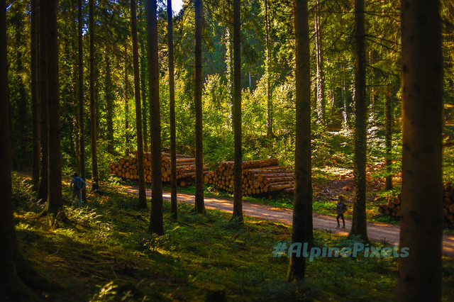 20231011-Alpine-Pixels-83.jpg