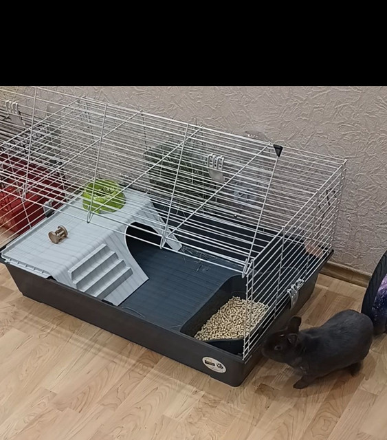 клетка11