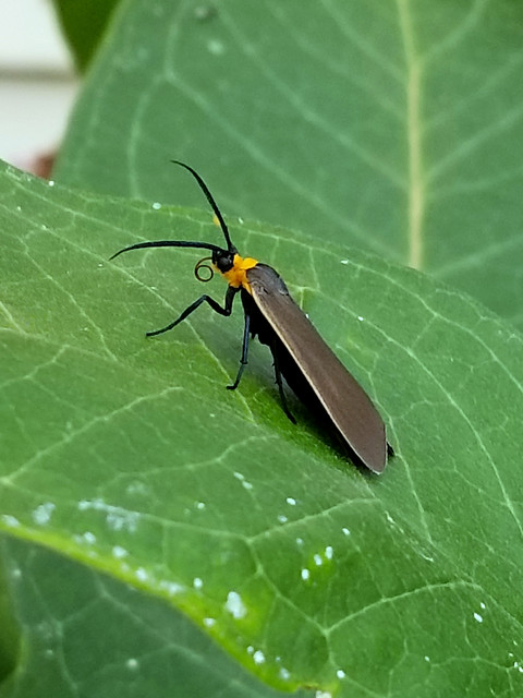 yellow-collared-scape-moth