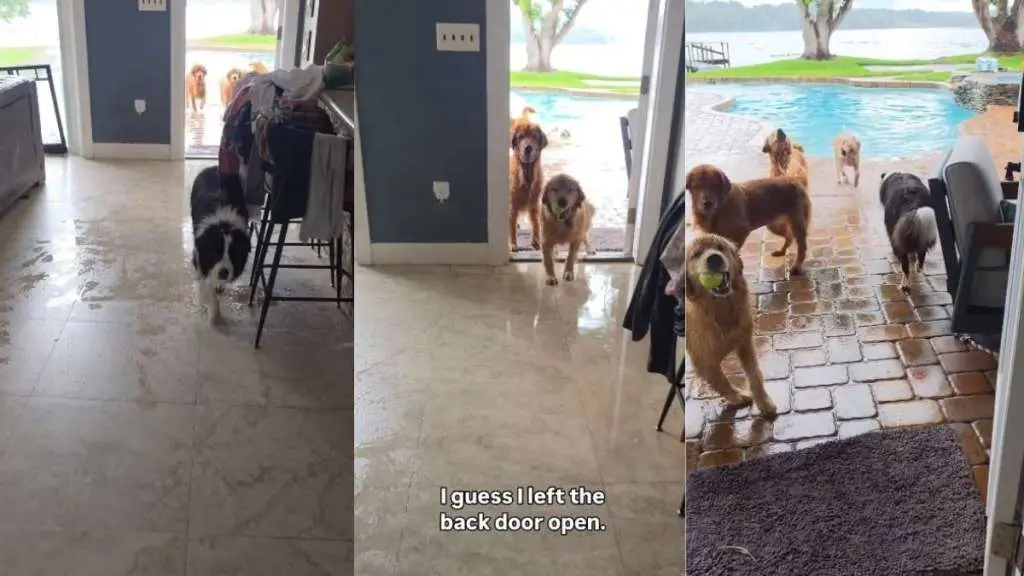 Golden Retrievers' Poolside Pandemonium