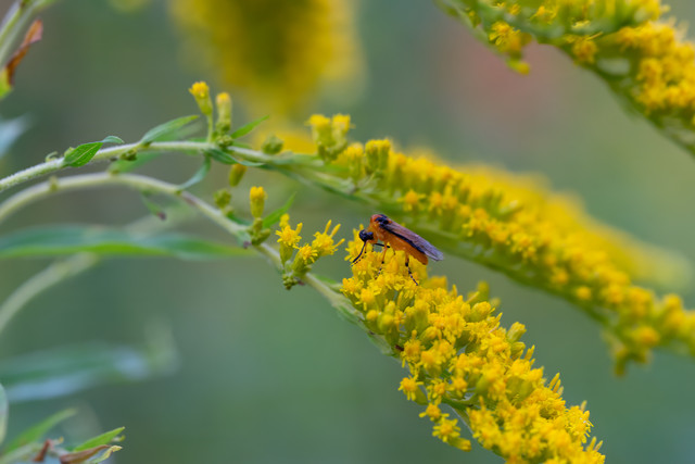 DSC7585 копия.jpg