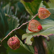 DSCF1053-1