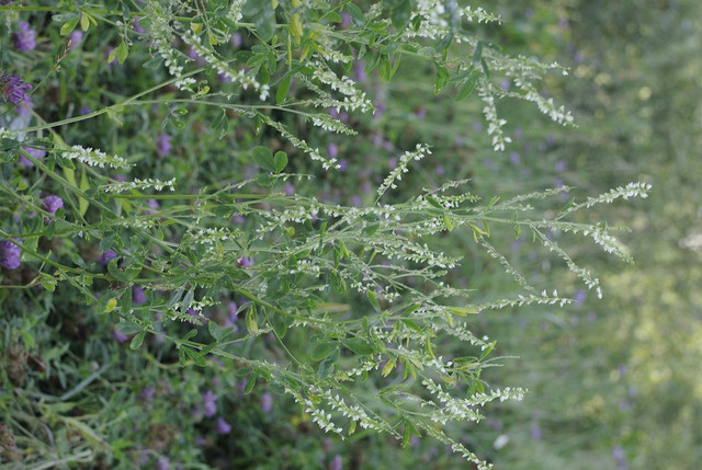 DSC5289-result.jpg