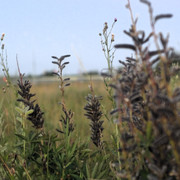 DSC5264