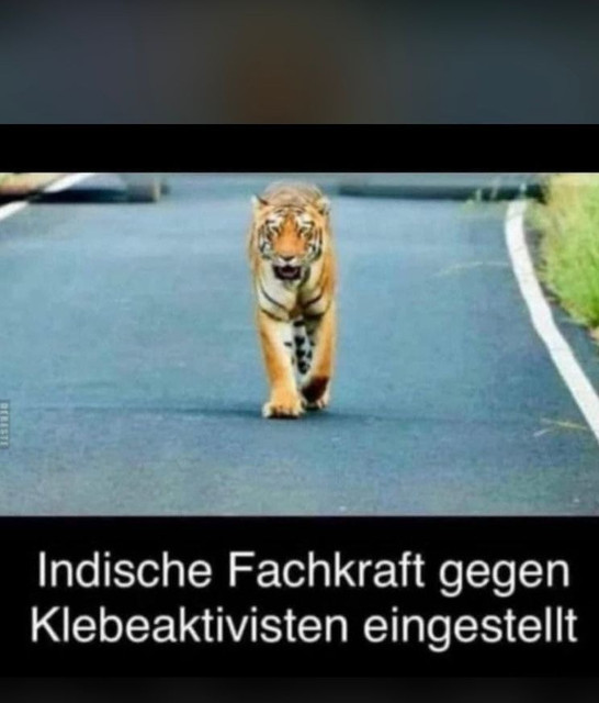 tiger