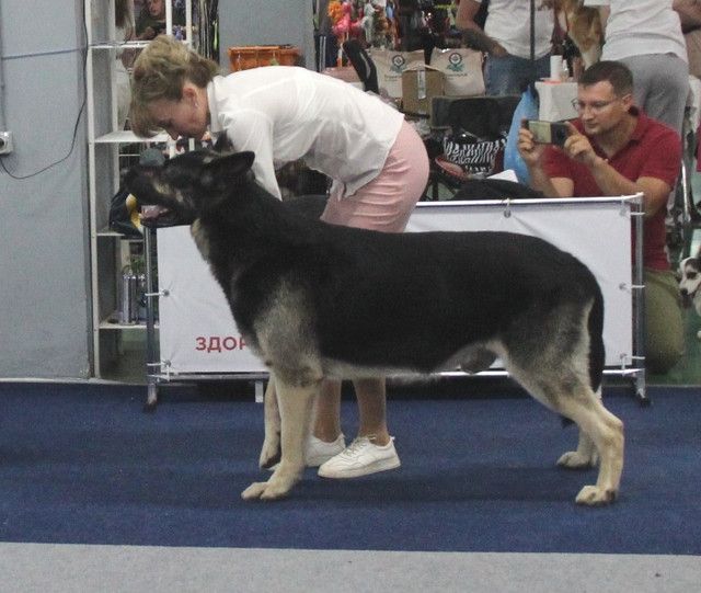 https://i.ibb.co/4n34mRX8/IMG-4679.jpg