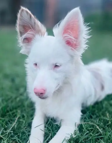 Sweet Deaf Puppy Seeks Loving Home