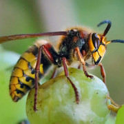 chillin-on-da-grape