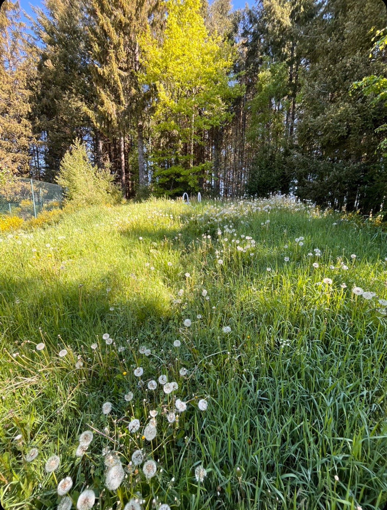 Terrain en pente avant intervention jardinier Lozère