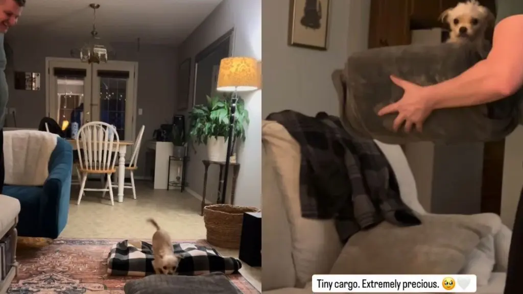 Tiny Rescue Dog's Cozy Bedtime Routine Wins Hearts