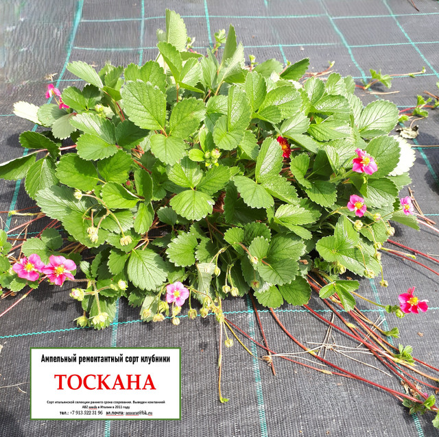 ТАСКАНА