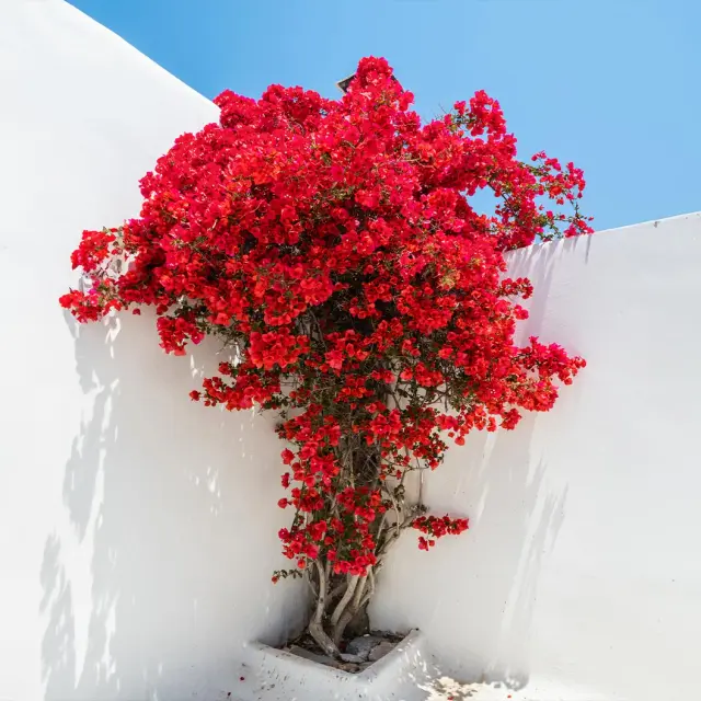 Fast Growing Trees.webp