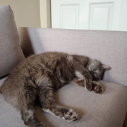 Fluffy Belly