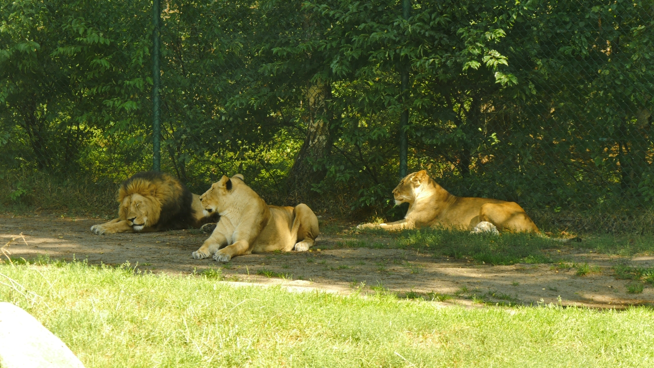 Serengeti-Park / Серенгети-Парк и кусочек Касселя