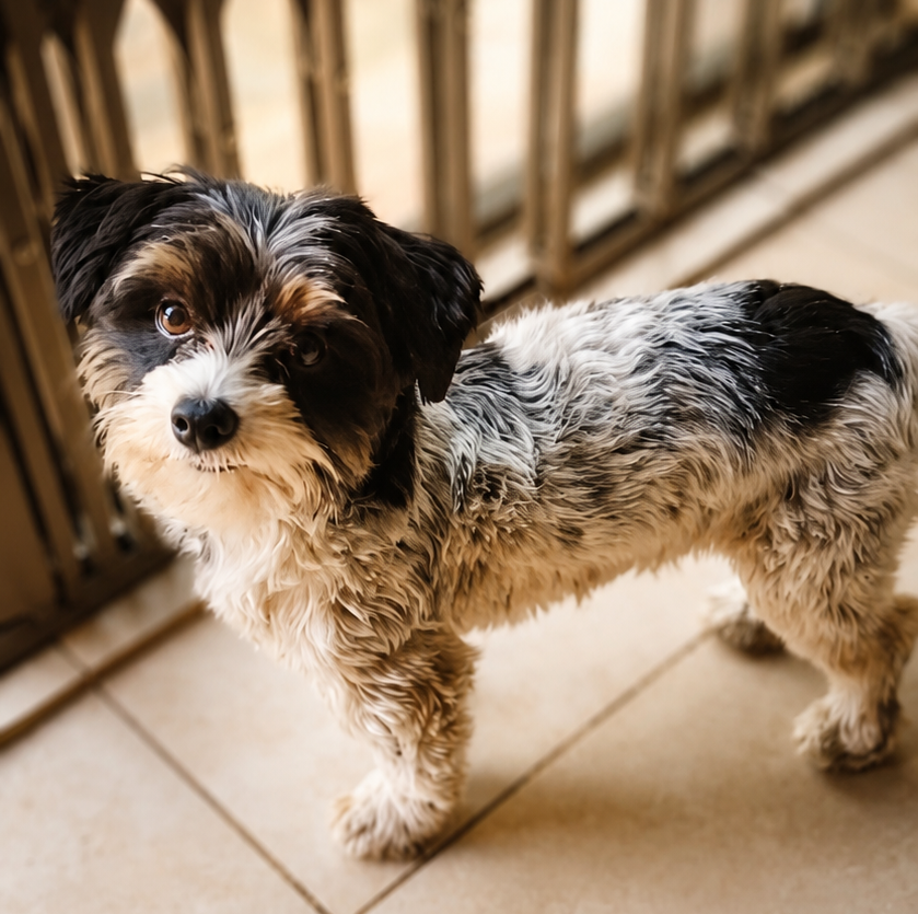 Timid and tiny 1kg male Yorkshire Terrier rescue dog Fluffy in Boksburg Gauteng