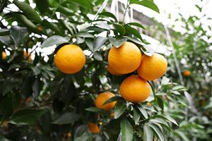 서귀포시, 2025년산 노지감귤 가격 호조세 앞장