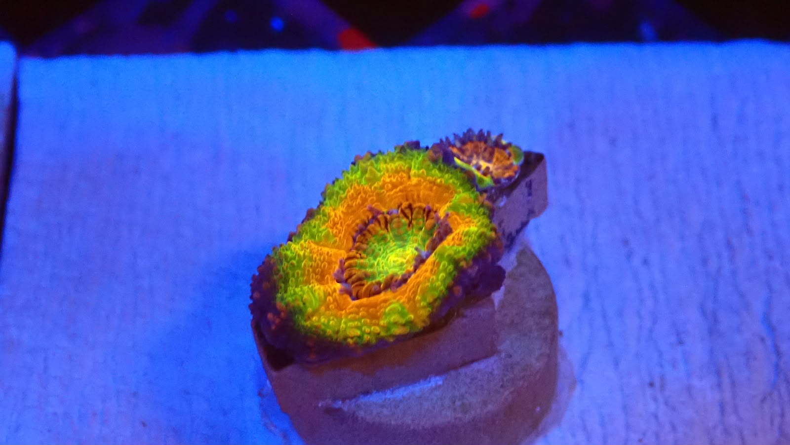 Starlight Acan Master