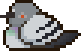 pigeon 01 homing.gif