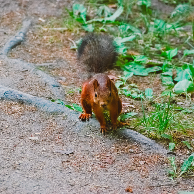 IMGP5082.jpg