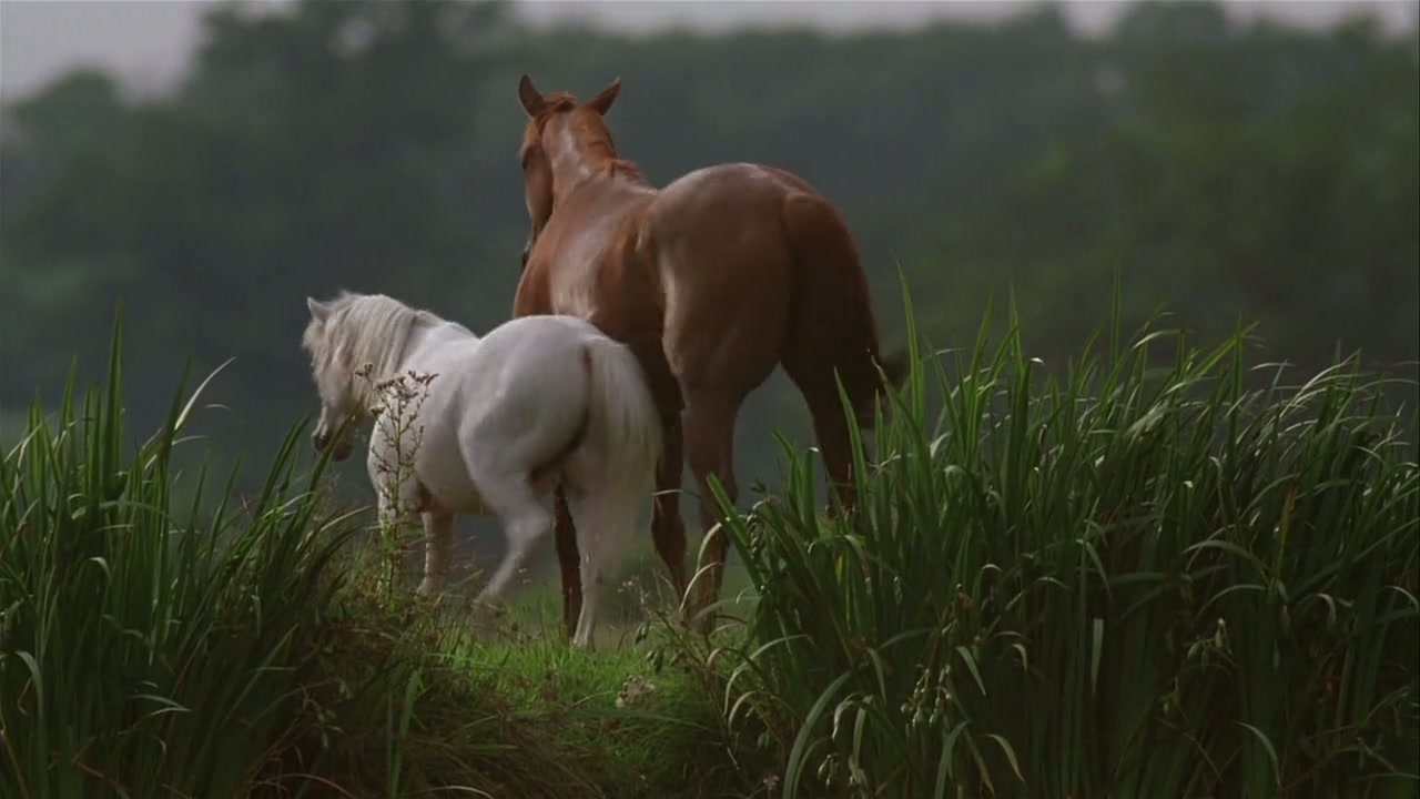 Black Beauty Screenshot