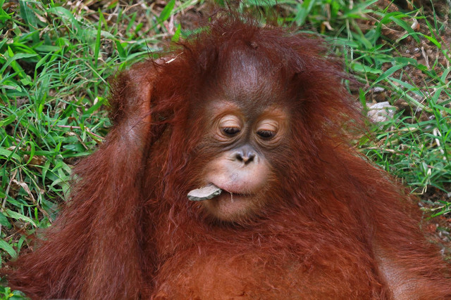https://i.ibb.co/4sJjsKm/expression-of-an-orangutan-with-a-stone-in-its-mouth-488145-3284.jpg