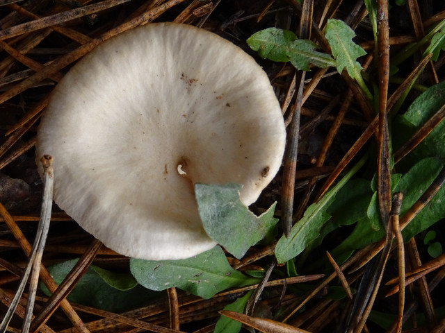 DSC00052.jpg