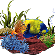 coral1