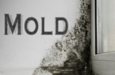 Mold-Removal-in-Toronto