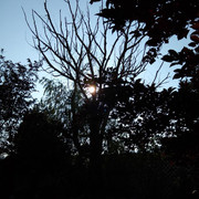 Motta Backyard (3)