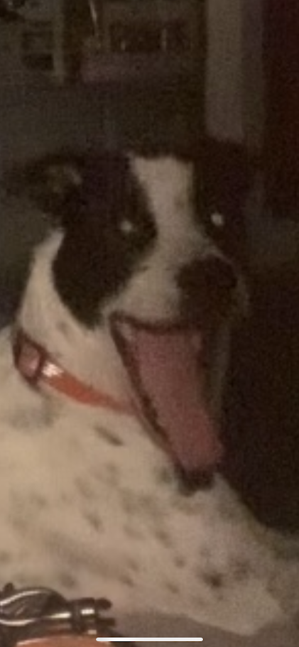 goose31.png