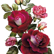 da80f8210e0779c993f0d83fa072fa15