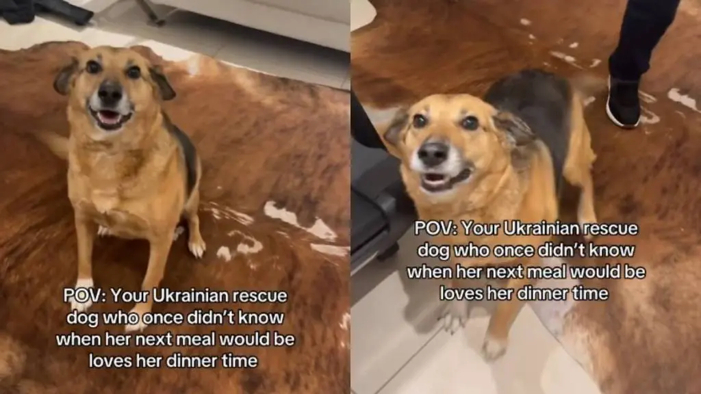 Rescue Dog Ditta Now Loves Dinner Time