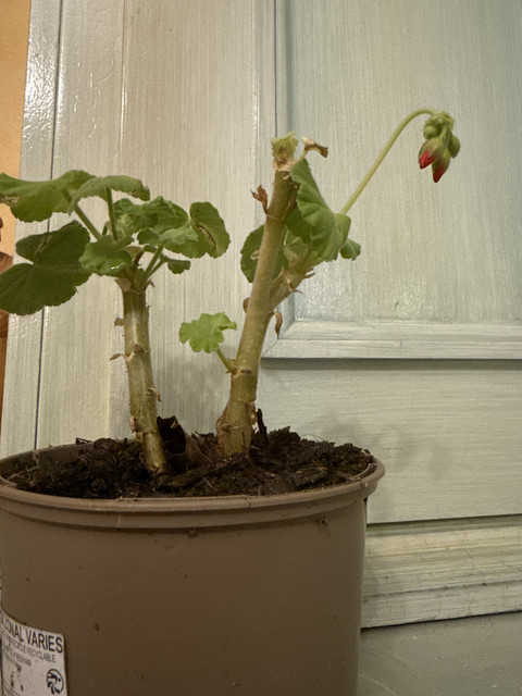 IMG-4987