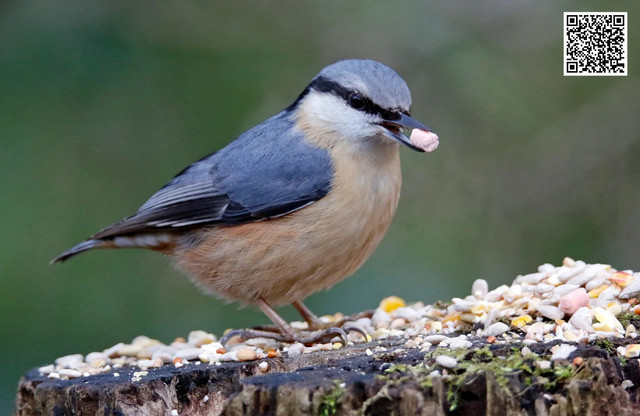 Weather changes in autumn can significantly influence bird behavior and feeding patterns. As temperatures drop and natural food sources decline, birds rely more on feeders for nourishment. Wind, rain, and cold spur birds to seek high-energy foods to prepare for migration or winter. Understanding these shifts is essential for effective fall bird feeding and supporting local bird populations. To know more visit here https://wildbirdguide.com/feeding-caring-for-birds/fall-bird-feeding-tips/