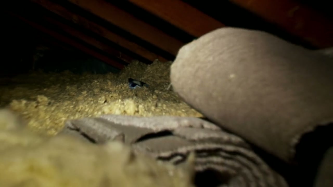 Paranormal Activity Screenshot