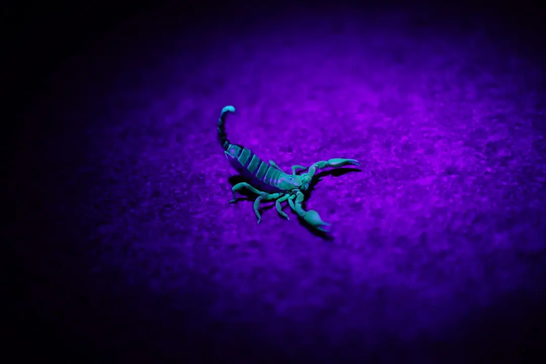 Luna plină în Scorpion: transformare și eliberare