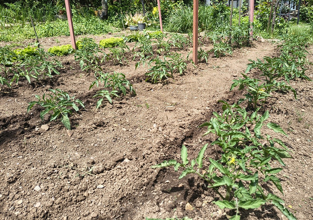 tomato.jpg
