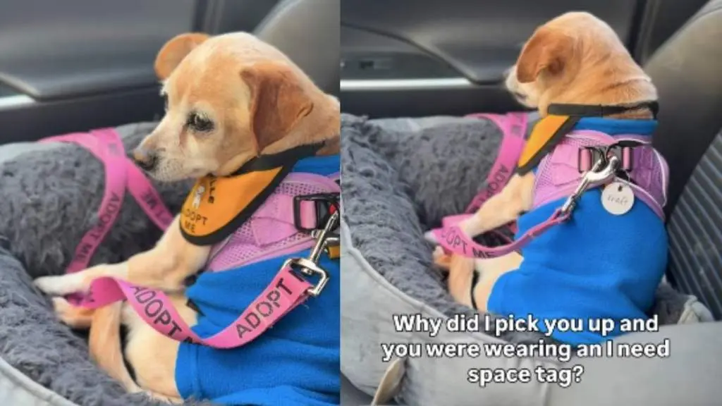 Diva Dog Steals Hearts at Adoption Event