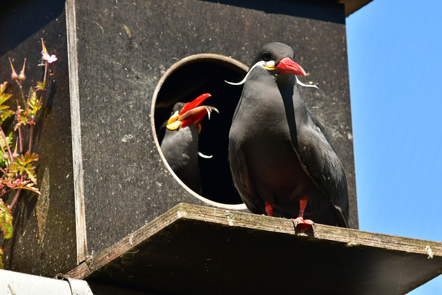 Inca Terns at Copenhagen Zoo