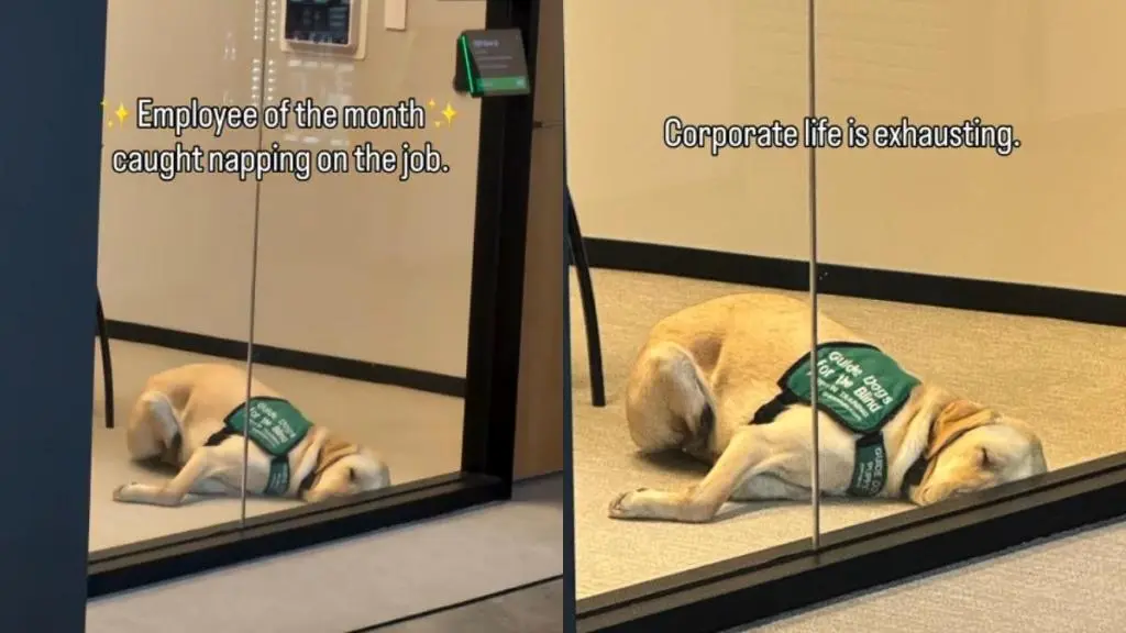 Dog's Office Snooze Sparks Online Furore