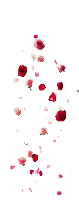 Roses tombantes