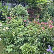 garden2