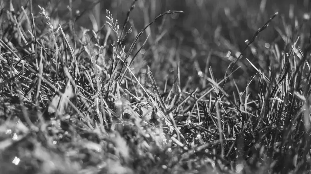 Bulgaria a anunțat primele informații despre drona care a intrat din România și a explodat pe teritoriul său.