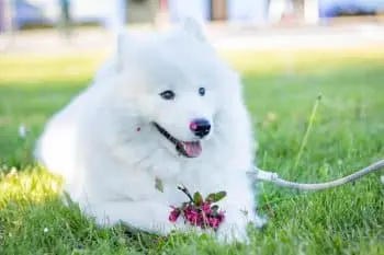The Happiest Dog Breeds: A Look at Canine Joy