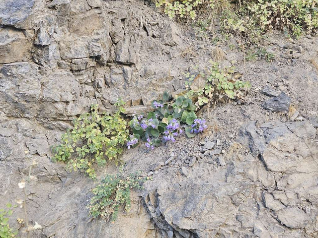 cukkurca hakkari (13)