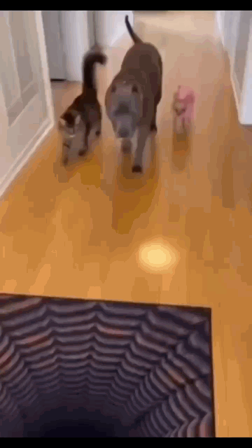 fiuitoi7tgle.gif