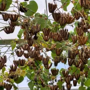 Green View Garden18